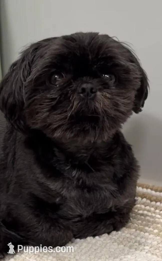 Baron – Shih Tzu and Yorkshire Terrier Puppy for Sale | Puppies.com
