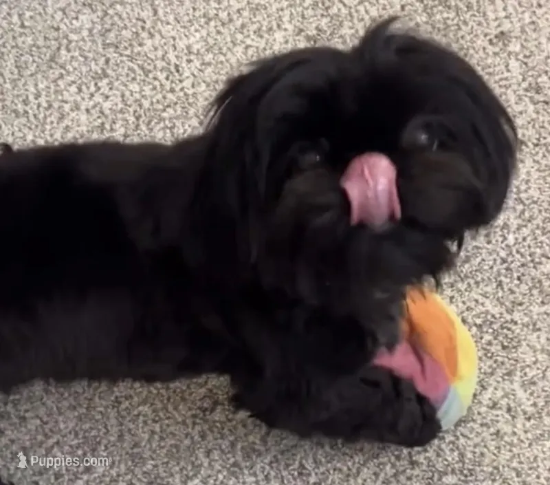 Baron – Shih Tzu, Yorkshire Terrier puppy for sale in Phoenix, AZ