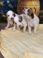 Benjamin, a female Goldendoodle for sale in Mount Carmel, IL – Photo 5 of 10