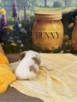 Benjamin, a female Goldendoodle for sale in Mount Carmel, IL – Photo 8 of 10