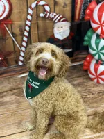 Benjamin, a female Goldendoodle for sale in Mount Carmel, IL – Photo 4 of 10