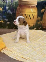 Benjamin, a female Goldendoodle for sale in Mount Carmel, IL – Photo 9 of 10