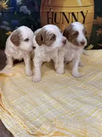Benjamin, a female Goldendoodle for sale in Mount Carmel, IL – Photo 6 of 10