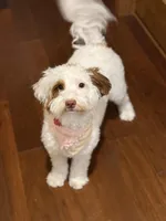 Benjamin, a female Goldendoodle for sale in Mount Carmel, IL – Photo 3 of 10