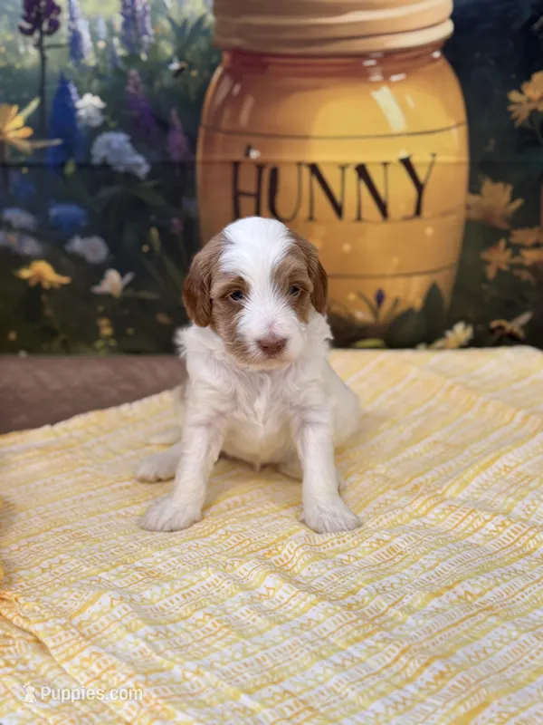 Benjamin – Goldendoodle puppy for sale in Mount Carmel, IL