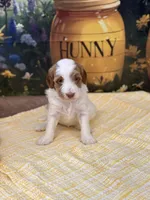 Benjamin, a female Goldendoodle for sale in Mount Carmel, IL – Photo 7 of 10