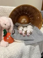 Benjamin, a female Goldendoodle for sale in Mount Carmel, IL – Photo 10 of 10