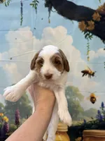 Benjamin, a female Goldendoodle for sale in Mount Carmel, IL – Photo 2 of 10