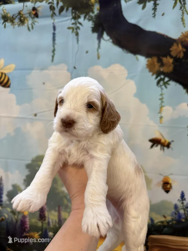 Miss Cotton tail  – Goldendoodle puppy for sale in Mount Carmel, IL