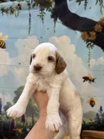 Miss Cotton tail , a female Goldendoodle for sale in Mount Carmel, IL – Photo 1 of 9