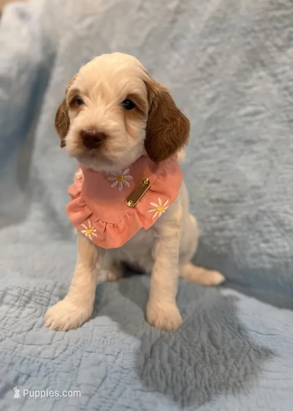 Miss Cotton tail  – Goldendoodle puppy for sale in Mount Carmel, IL