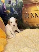 Miss Cotton tail , a female Goldendoodle for sale in Mount Carmel, IL – Photo 4 of 9