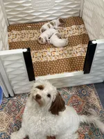 Miss Cotton tail , a female Goldendoodle for sale in Mount Carmel, IL – Photo 6 of 9