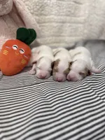 Miss Cotton tail , a female Goldendoodle for sale in Mount Carmel, IL – Photo 9 of 9