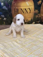 Miss Cotton tail , a female Goldendoodle for sale in Mount Carmel, IL – Photo 3 of 9