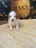 Miss Cotton tail , a female Goldendoodle for sale in Mount Carmel, IL – Photo 5 of 9