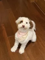 Miss Cotton tail , a female Goldendoodle for sale in Mount Carmel, IL – Photo 2 of 9