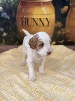 Peter, a female Goldendoodle for sale in Mount Carmel, IL – Photo 4 of 10