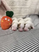 Peter, a female Goldendoodle for sale in Mount Carmel, IL – Photo 9 of 10