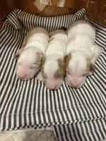 Peter, a female Goldendoodle for sale in Mount Carmel, IL – Photo 10 of 10