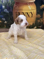 Peter, a female Goldendoodle for sale in Mount Carmel, IL – Photo 5 of 10