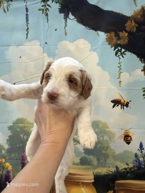 Peter – Goldendoodle puppy for sale in Mount Carmel, IL