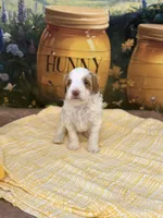 Peter, a female Goldendoodle for sale in Mount Carmel, IL – Photo 6 of 10