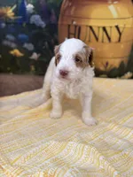 Peter, a female Goldendoodle for sale in Mount Carmel, IL – Photo 8 of 10