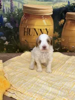 Peter, a female Goldendoodle for sale in Mount Carmel, IL – Photo 7 of 10