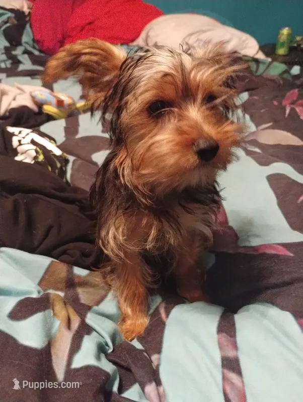 Willy nelson – Yorkshire Terrier puppy for sale in Inverness, FL