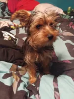 Willy nelson, a male Yorkshire Terrier for sale in Inverness, FL – 1 of 2