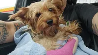 Willy nelson, a male Yorkshire Terrier for sale in Inverness, FL – 2 of 2