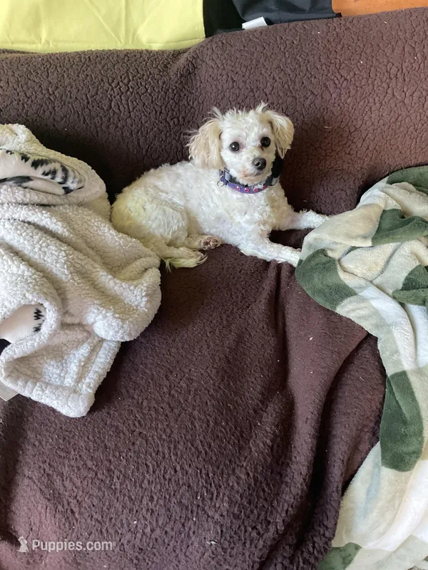 Zadie  – Maltipoo puppy for sale in Seattle, WA