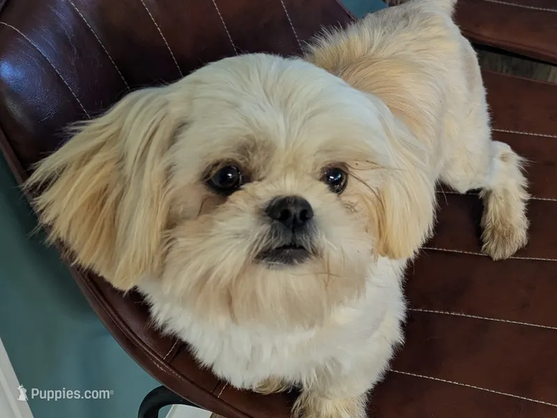 Honey  – Shih Tzu puppy for sale in Clyde, NC