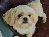 Honey, a female Shih Tzu for sale in Clyde, NC – 1 of 5