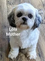 Katie, a female Shih Tzu for sale in Clyde, NC – Photo 6 of 6