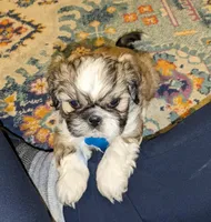 Katie, a female Shih Tzu for sale in Clyde, NC – Photo 5 of 6