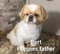 Katie, a female Shih Tzu for sale in Clyde, NC – Photo 4 of 6