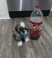 Katie, a female Shih Tzu for sale in Clyde, NC – Photo 3 of 6