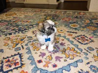 Katie, a female Shih Tzu for sale in Clyde, NC – Photo 2 of 6