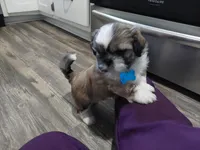 Katie, a female Shih Tzu for sale in Clyde, NC – Photo 1 of 6