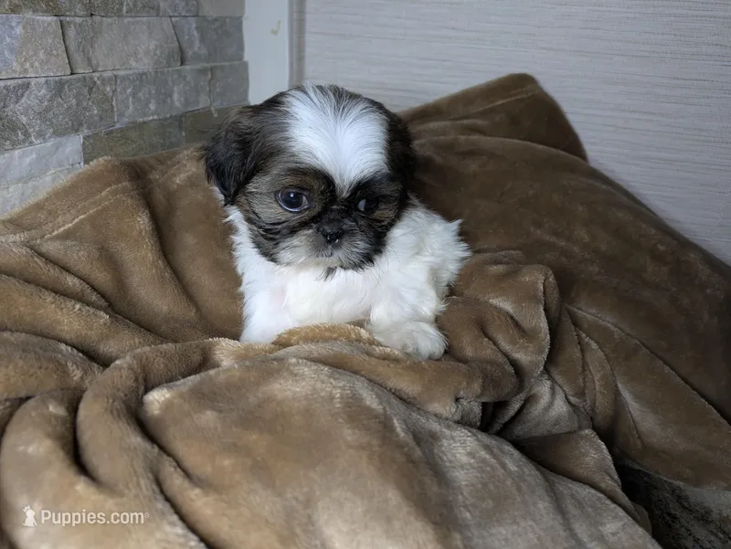 Lola – Shih Tzu puppy for sale in Clyde, NC
