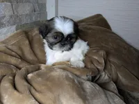 Lola, a female Shih Tzu for sale in Clyde, NC – Photo 1 of 3