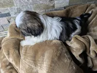 Lola, a female Shih Tzu for sale in Clyde, NC – Photo 2 of 3