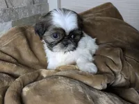 Lola, a female Shih Tzu for sale in Clyde, NC – Photo 3 of 3