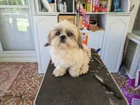 Max, a male Shih Tzu for sale in Clyde, NC – 2 of 3