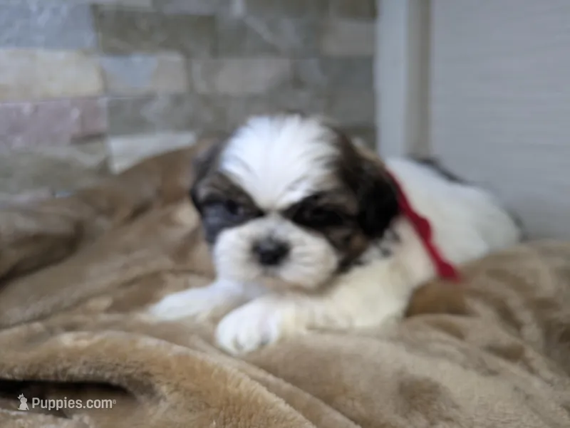 Thomas  – Shih Tzu puppy for sale in Clyde, NC