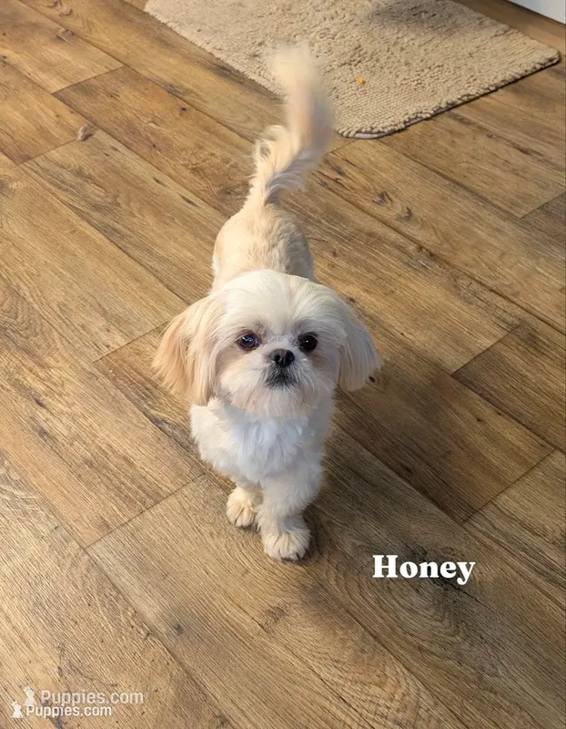 Honey – Shih Tzu puppy for sale in Clyde, NC