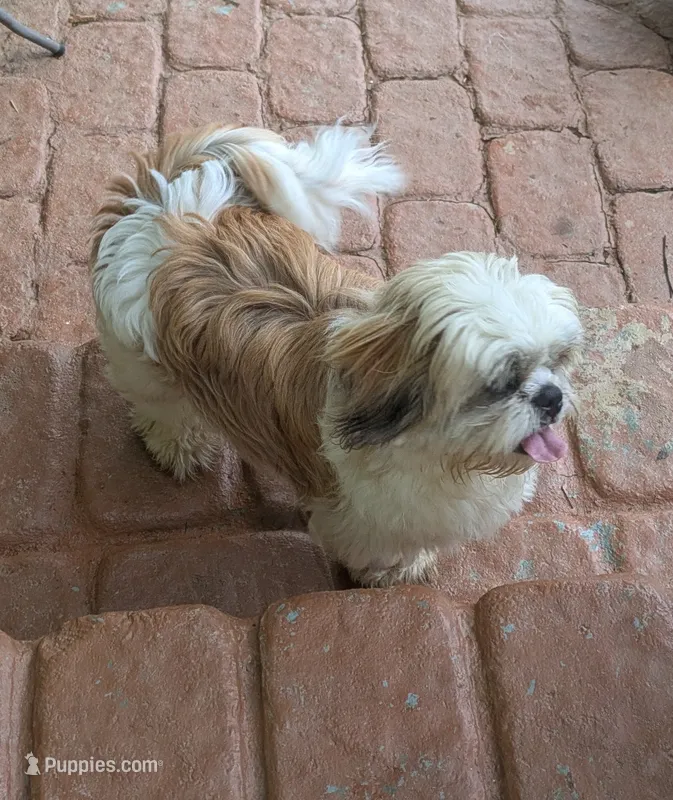 Max – Shih Tzu puppy for sale in Clyde, NC