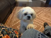 Honey, a female Shih Tzu for sale in Clyde, NC – 3 of 5